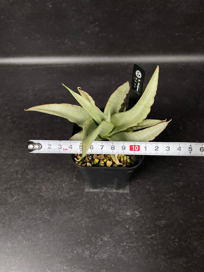 EMP サンセベリア Saigon / 最後の写真が成長株です SA354