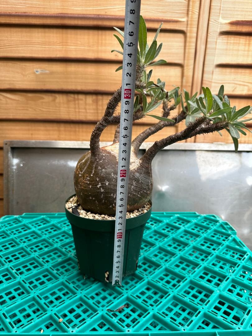 パキポディウム　グラキリス　発根済み　鉢付き