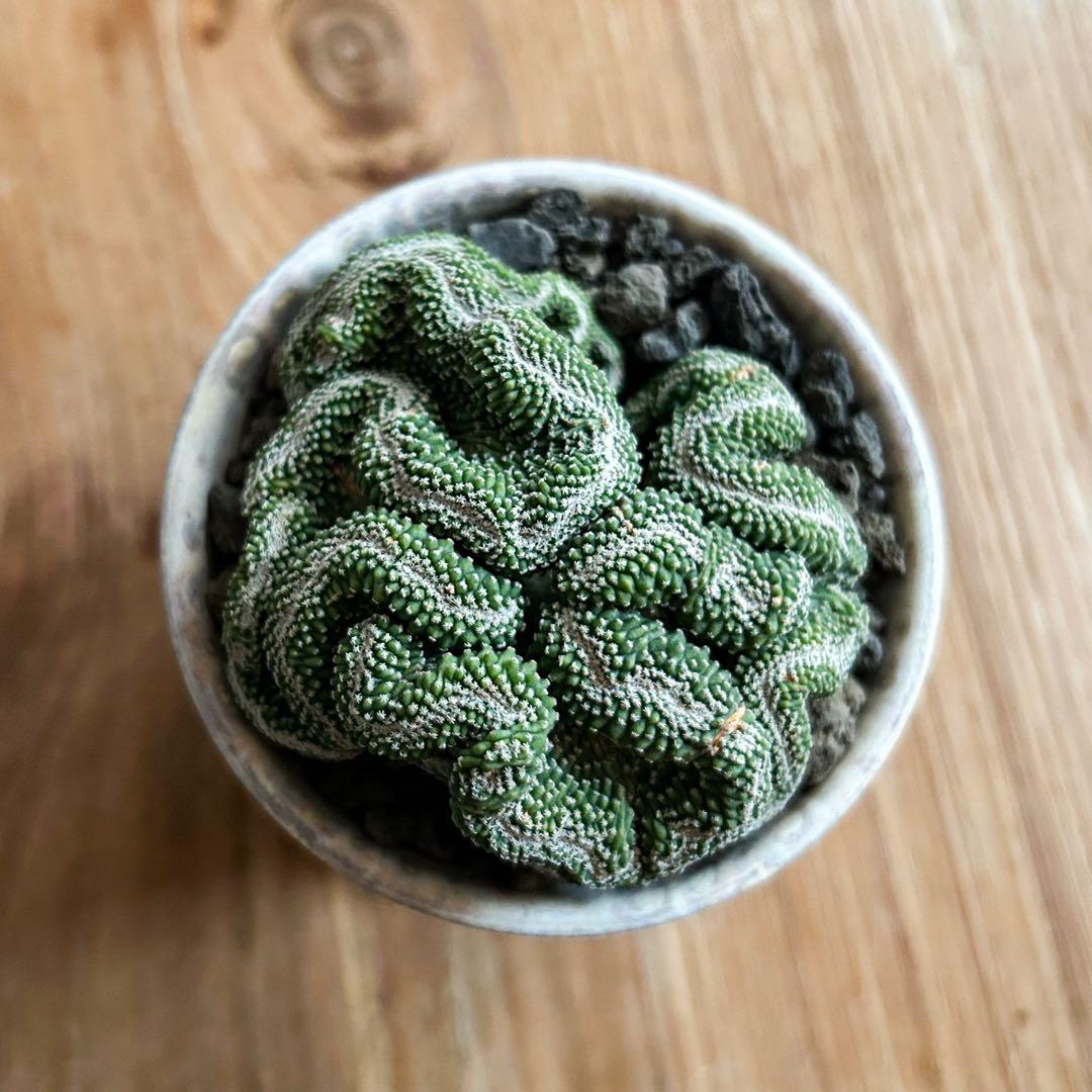 週末限定値下げ　サボテン　菊水　実生　綴化　斑入り