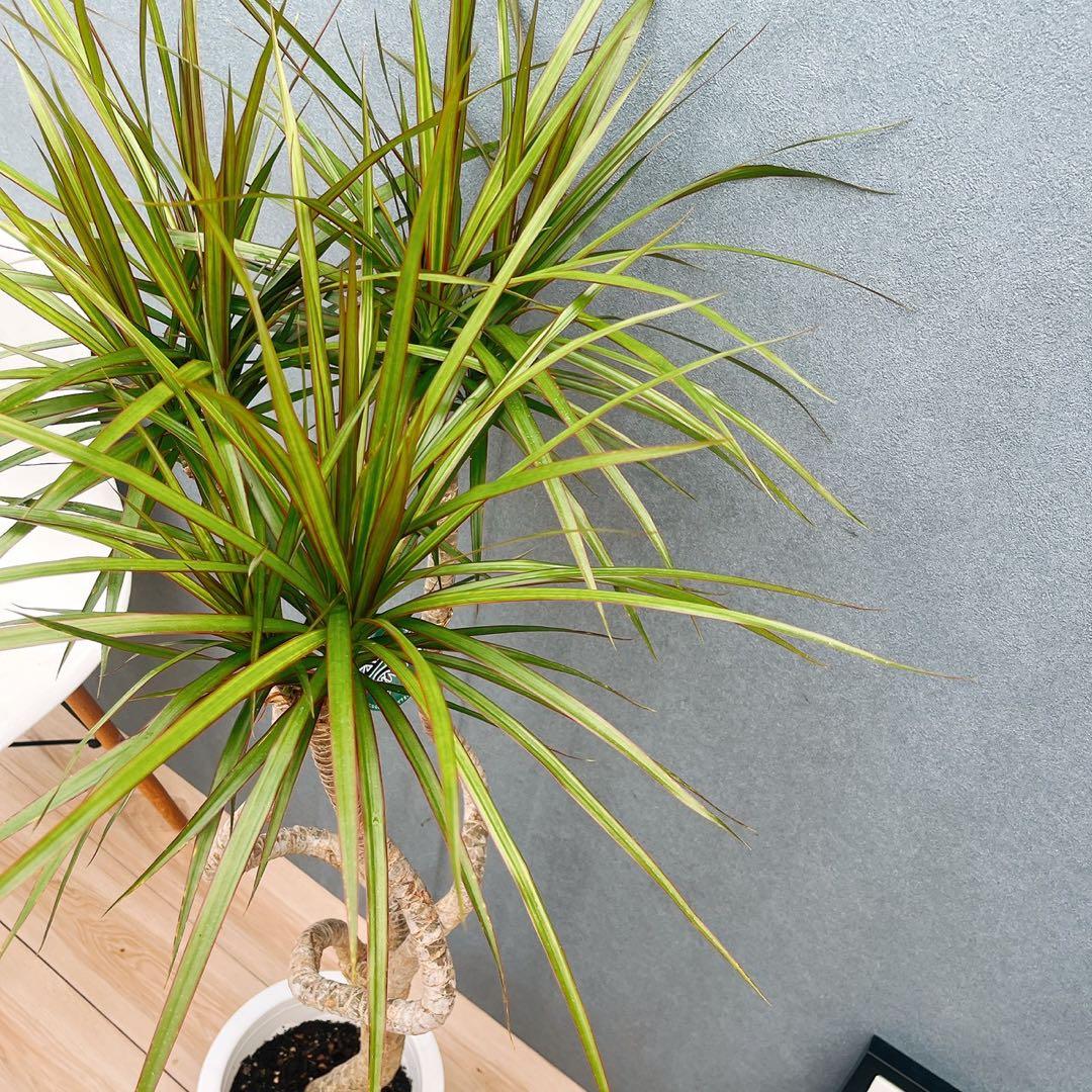 ［現品］32番　ドラセナ　コンシンネ　龍　曲がり　8号　観葉植物　大型　室内