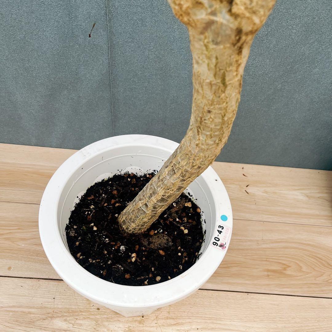 ［現品］32番　ドラセナ　コンシンネ　龍　曲がり　8号　観葉植物　大型　室内