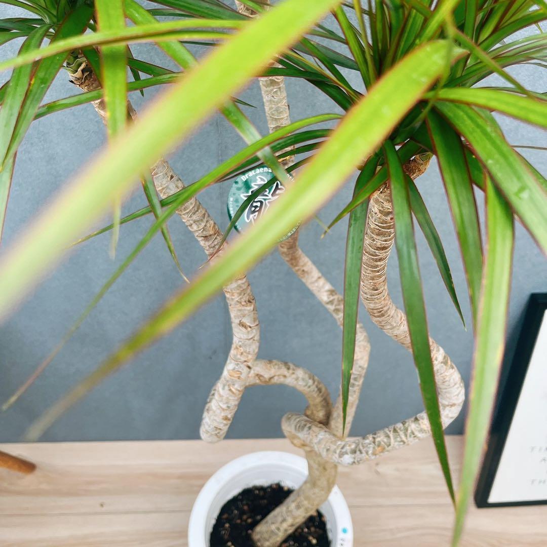 ［現品］32番　ドラセナ　コンシンネ　龍　曲がり　8号　観葉植物　大型　室内