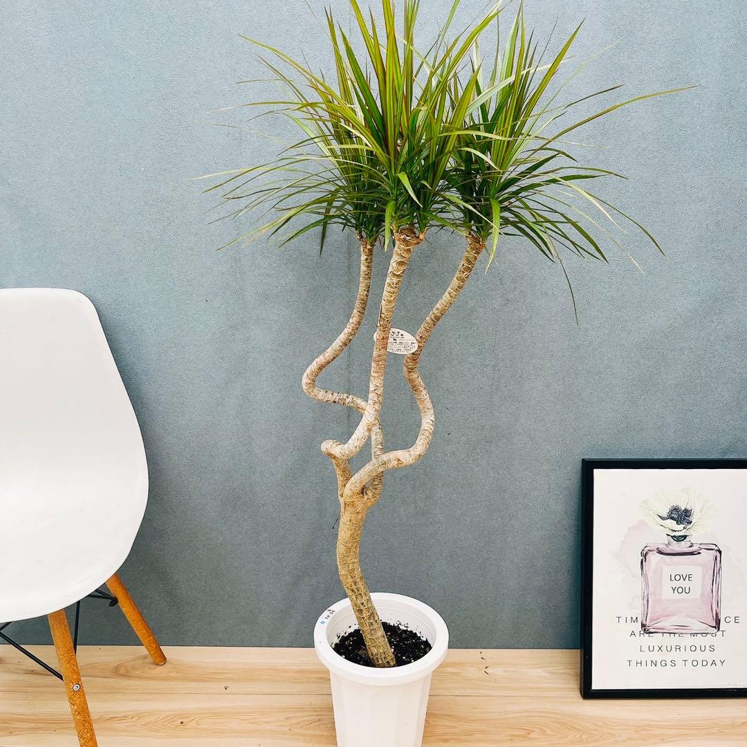 ［現品］32番　ドラセナ　コンシンネ　龍　曲がり　8号　観葉植物　大型　室内