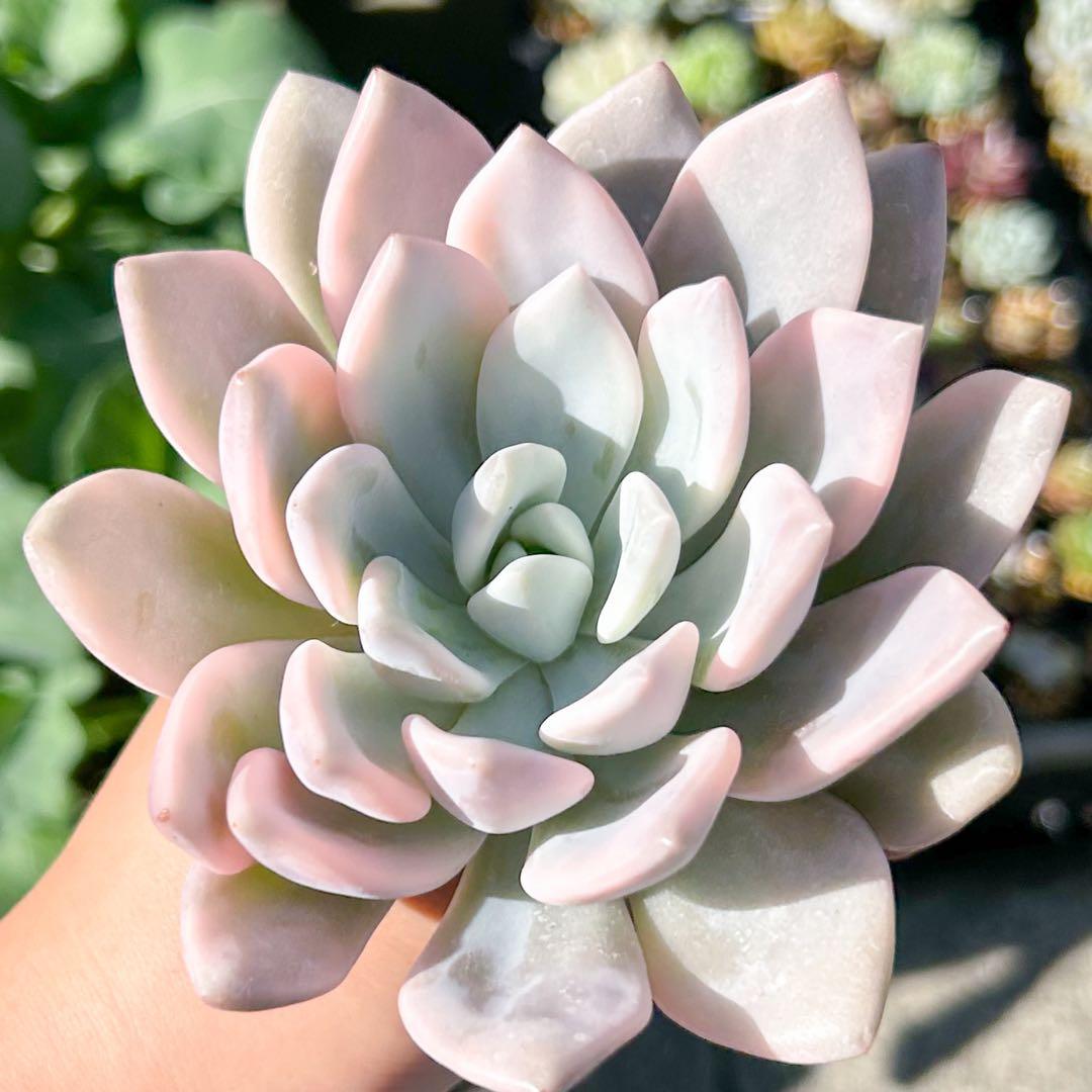 大人気 多肉植物 エケベリア オパリナ錦 超美苗 レア種 - メルカリ