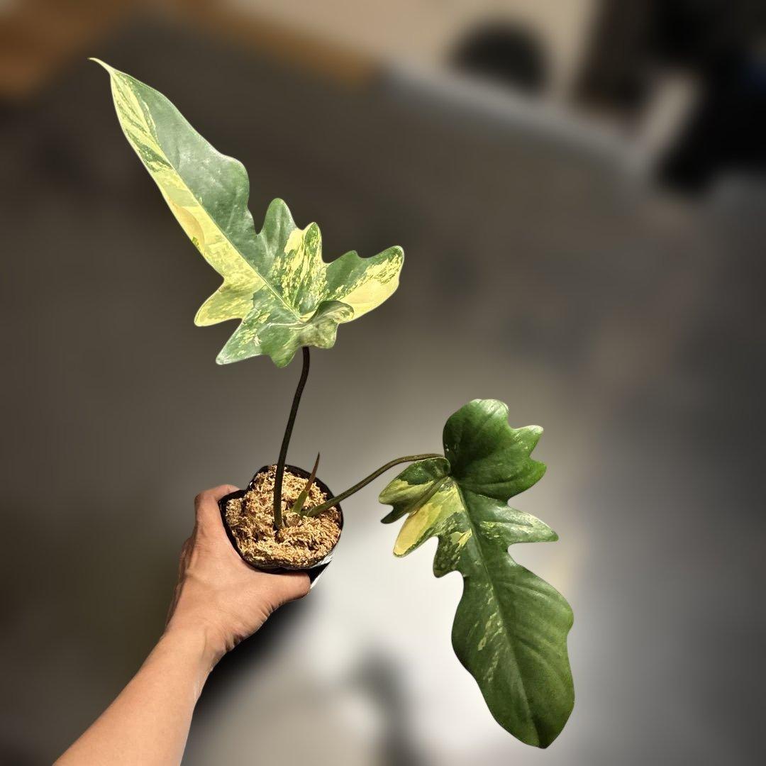 フィロデンドロン キティナ 新芽あり - メルカリ