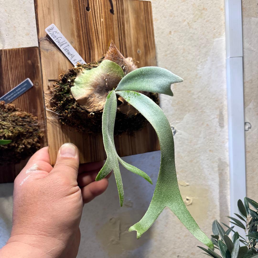 P,月光爪哇✖️Scofield Tatsuta