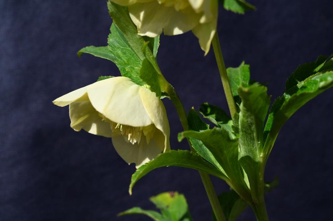 認定！イエローモーリー クリスマスローズ 加藤農園