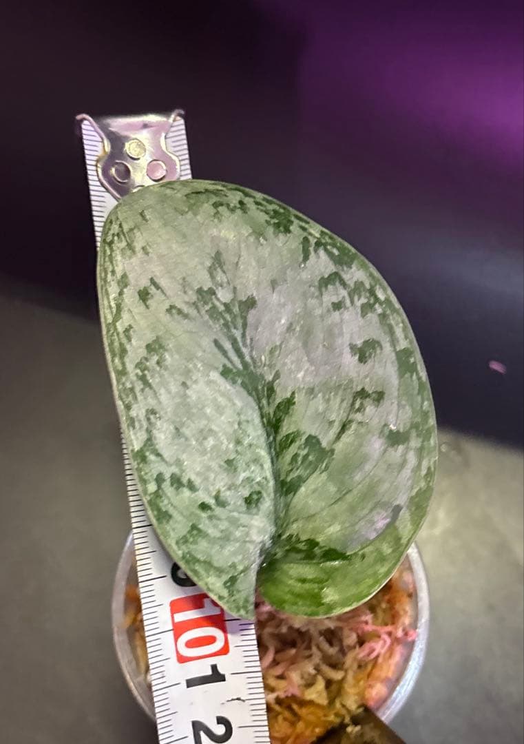 スキンダプサス レア セット H2 - メルカリ