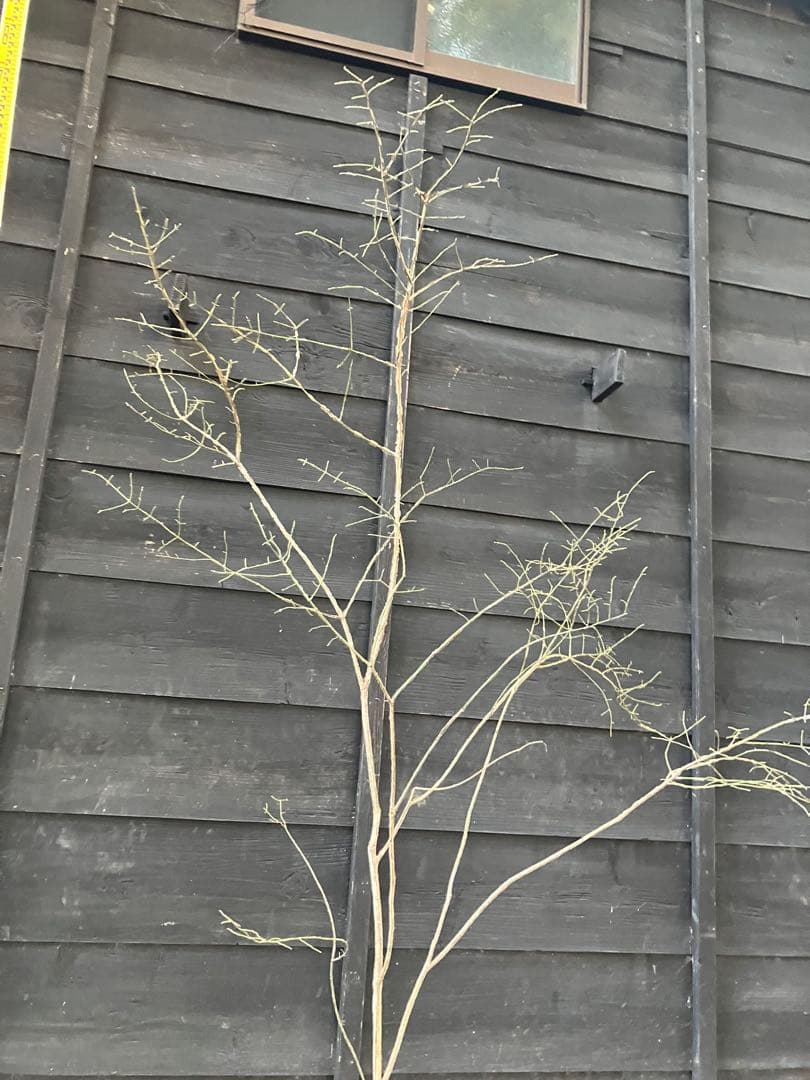 80 山採り　ニシキギ