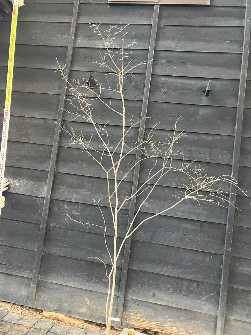 80 山採り　ニシキギ