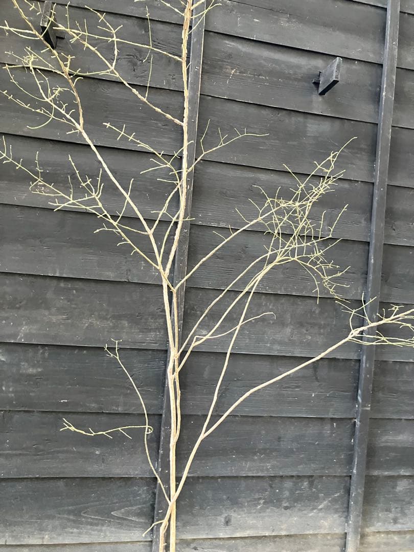 80 山採り　ニシキギ