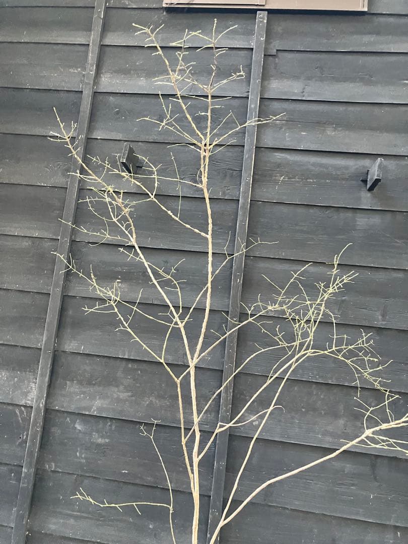 80 山採り　ニシキギ