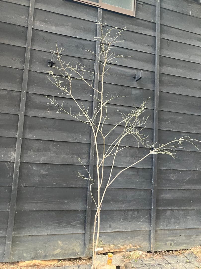 80 山採り　ニシキギ