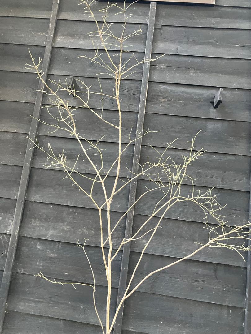 80 山採り　ニシキギ