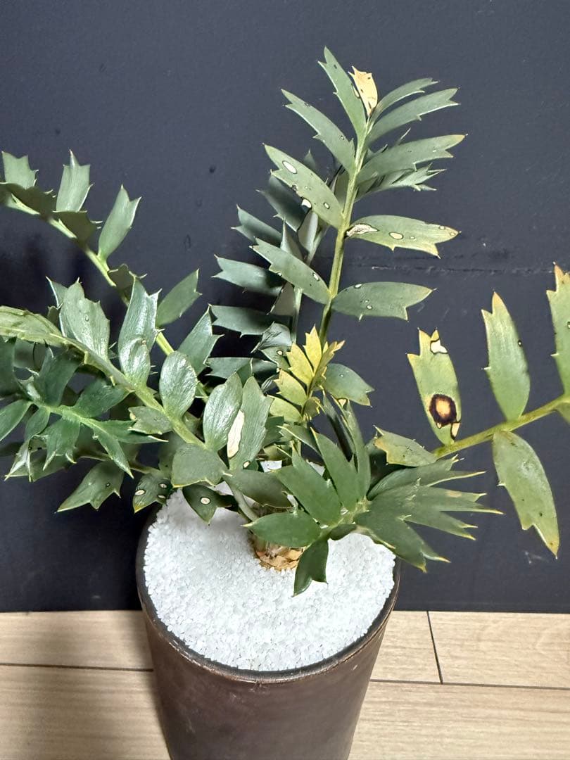 エンセファラルトス　ホリダス