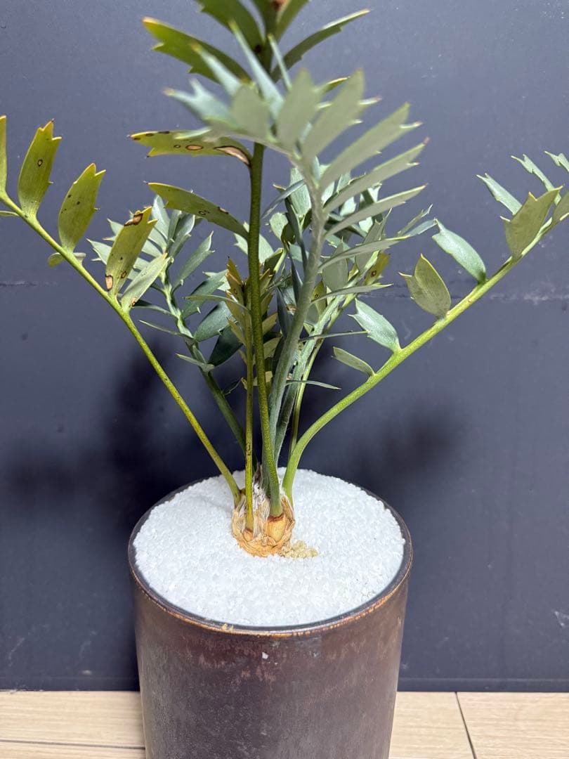 エンセファラルトス　ホリダス