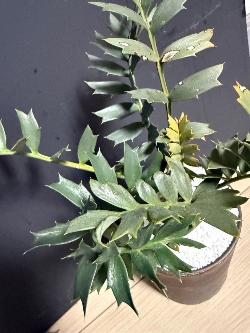 エンセファラルトス　ホリダス