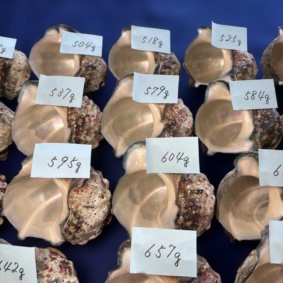 夜光貝　ヤコウ貝　まとめ売り　18個　10、3kg アクセサリー　ルアー