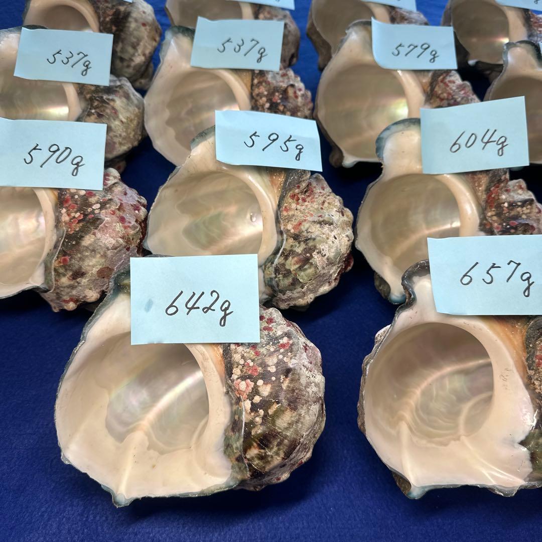 夜光貝　ヤコウ貝　まとめ売り　18個　10、3kg アクセサリー　ルアー