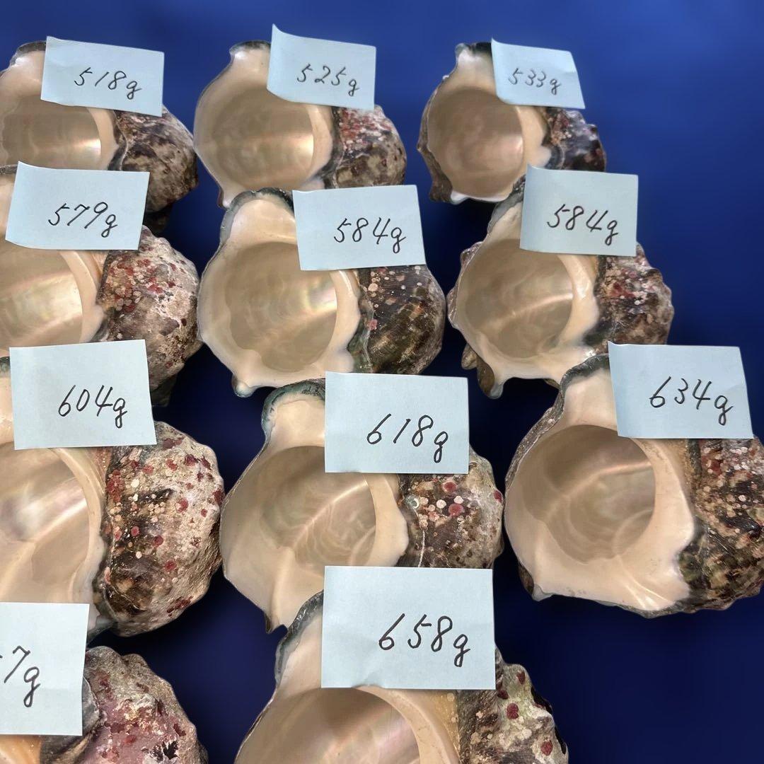 夜光貝　ヤコウ貝　まとめ売り　18個　10、3kg アクセサリー　ルアー