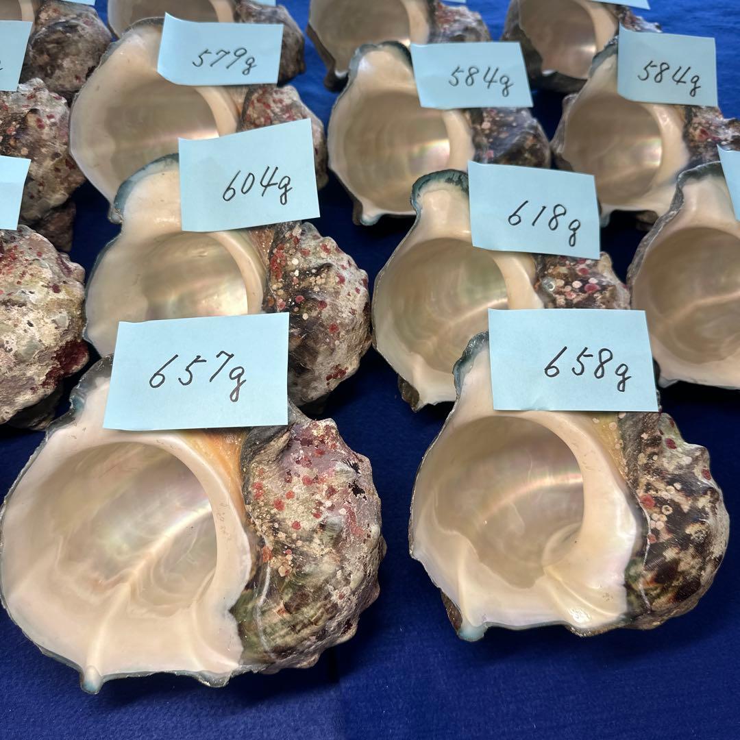 夜光貝　ヤコウ貝　まとめ売り　18個　10、3kg アクセサリー　ルアー