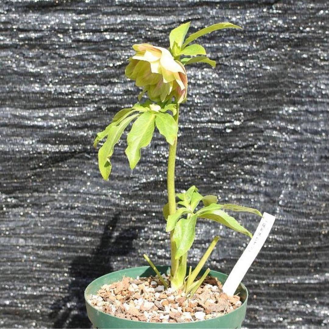 i*u様 ☘️ラスト☘️根充実❤️プックリ新芽❤️469⭐️極上レア⭐️パステル