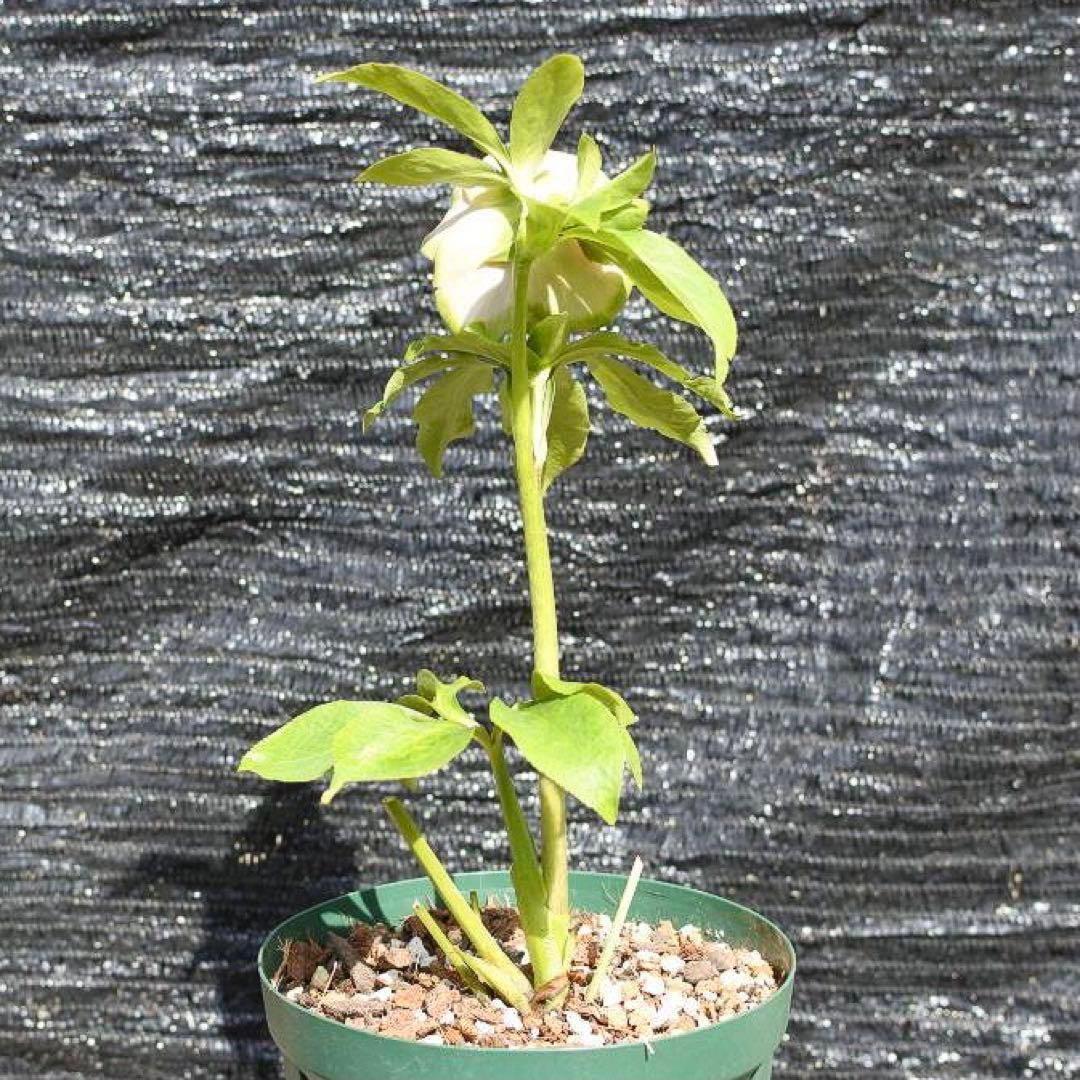 i*u様 ☘️ラスト☘️根充実❤️プックリ新芽❤️469⭐️極上レア⭐️パステル