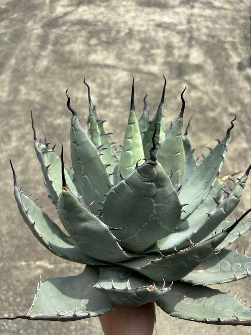 アガベ パリーハイブリッド 陽炎ロゼット型 大株 - メルカリ