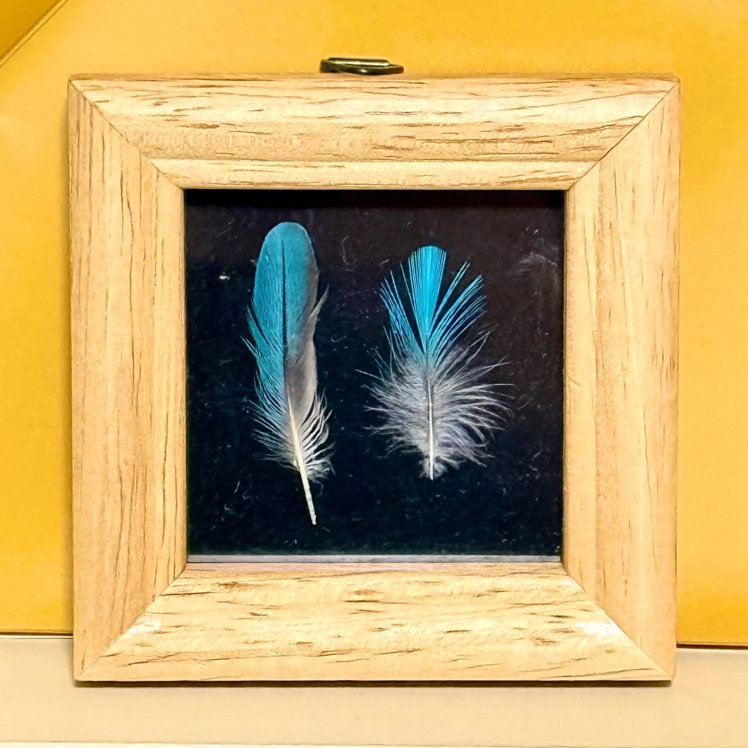 天然 カワセミの羽 野鳥 羽根 鳥の羽根 ミニ額縁入り 2枚セット