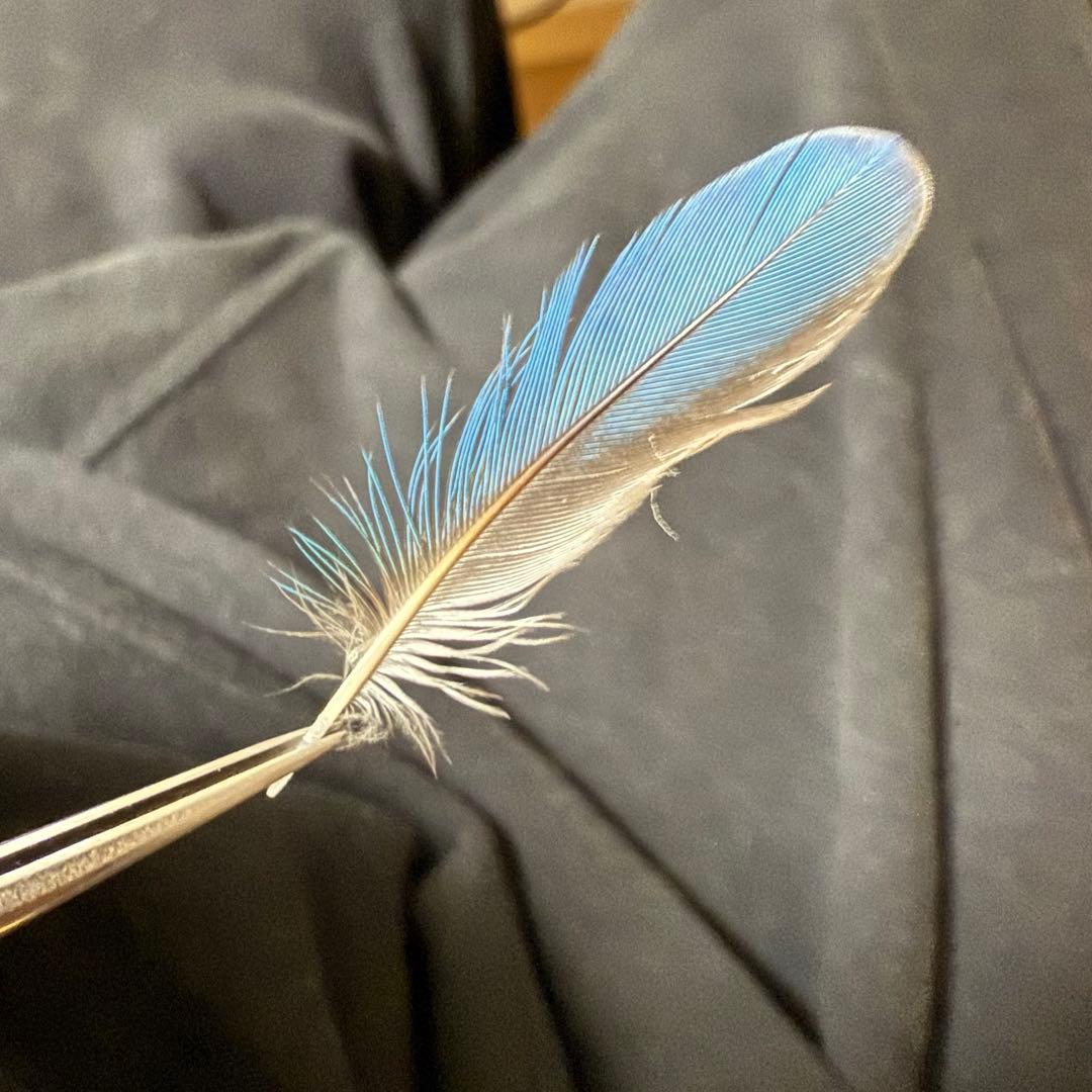 天然 カワセミの羽 野鳥 羽根 鳥の羽根 ミニ額縁入り 2枚セット