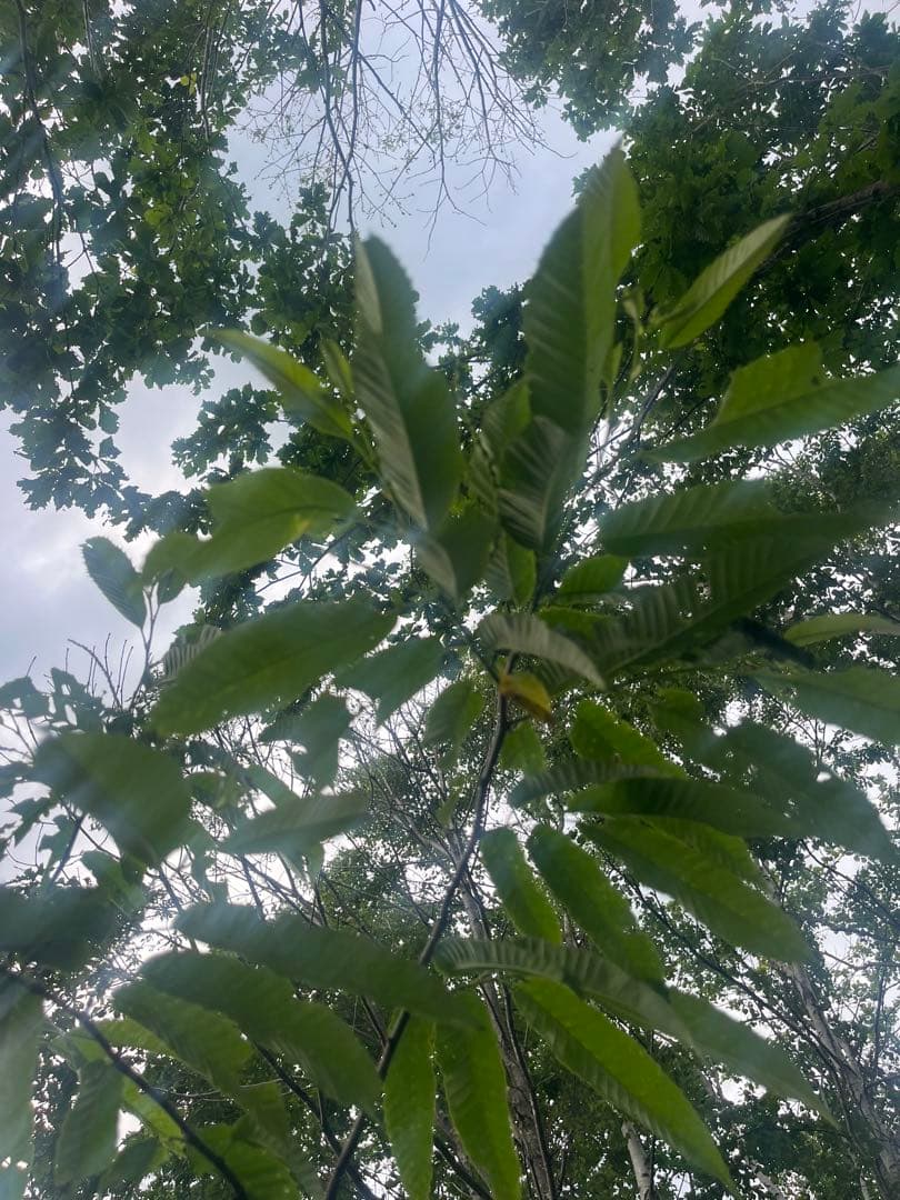 栗の木 ぽろたん オマケ鬼子苗木1本 - メルカリ