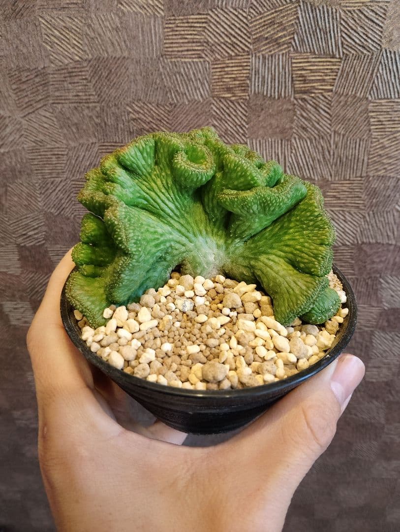 希少 ユーフォルビア オベサ 綴化 特大