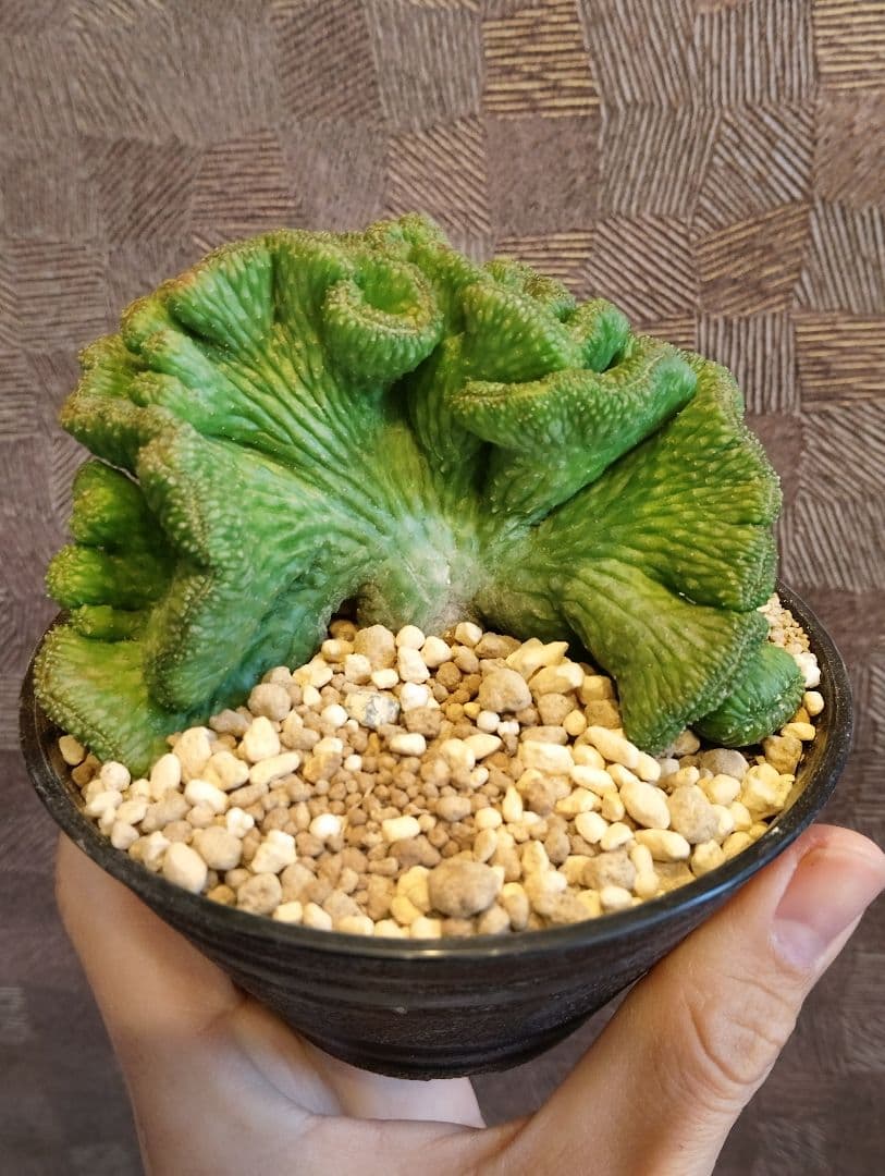 希少 ユーフォルビア オベサ 綴化 特大