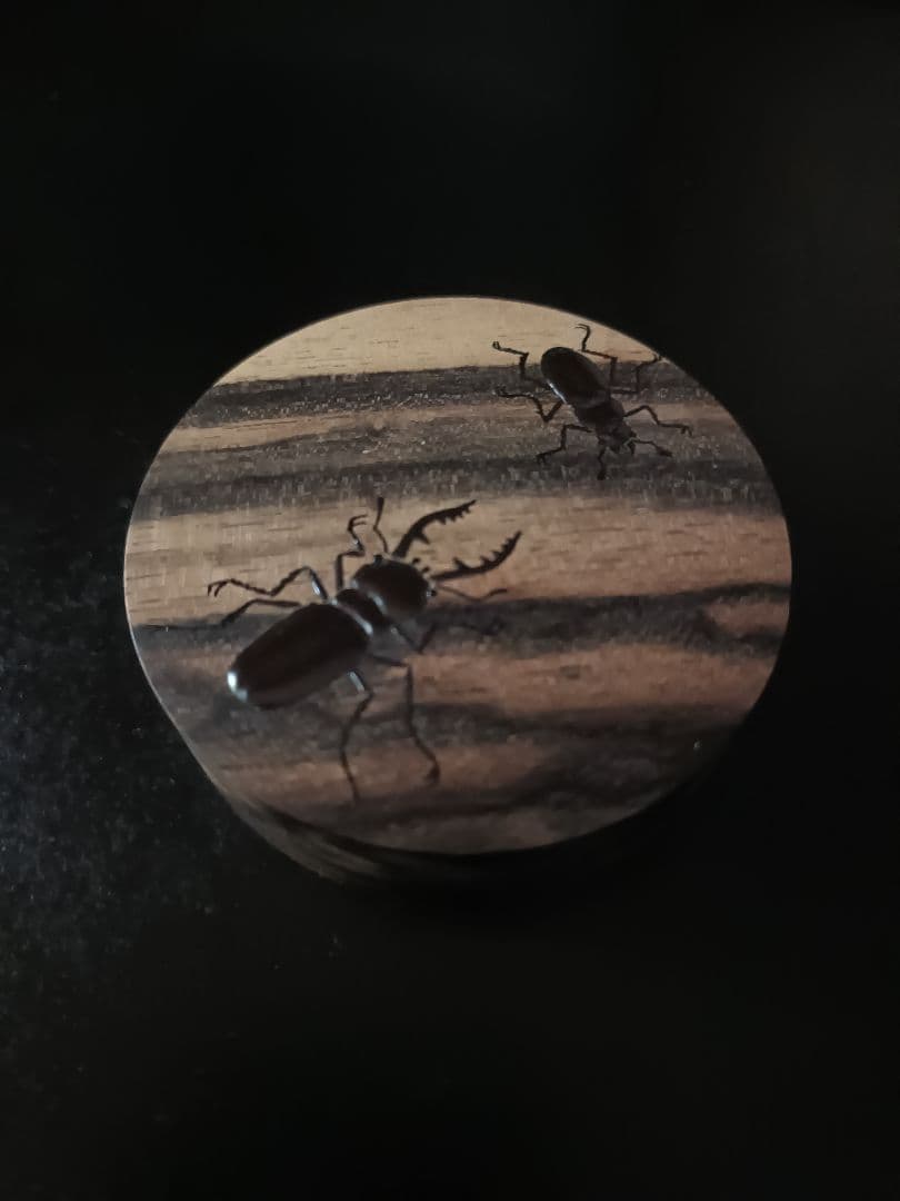佐々木省庵作品 黒柿材　本クワガタ雄雌漆絵 蓋物