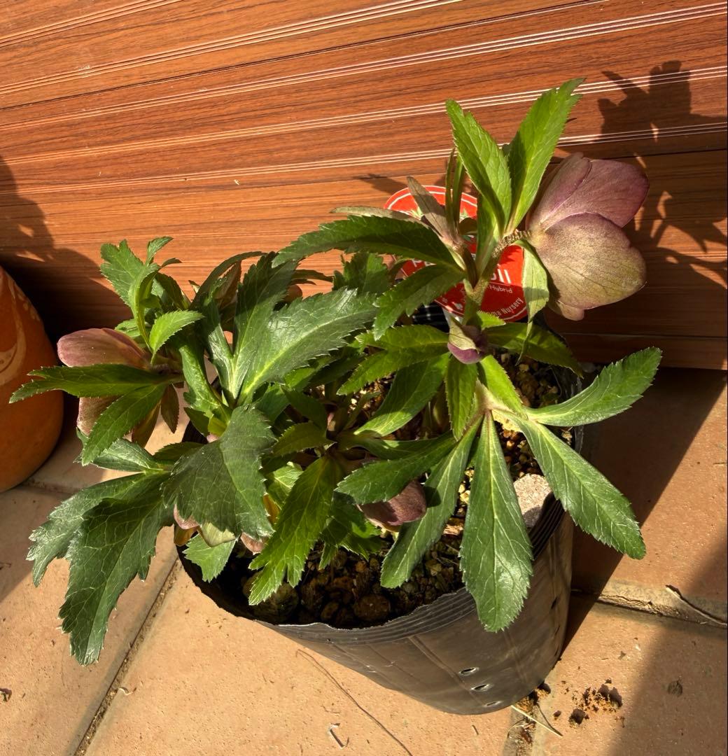 【未株分】横山園芸 クリスマスローズ プチドール 原種系フラッシュ