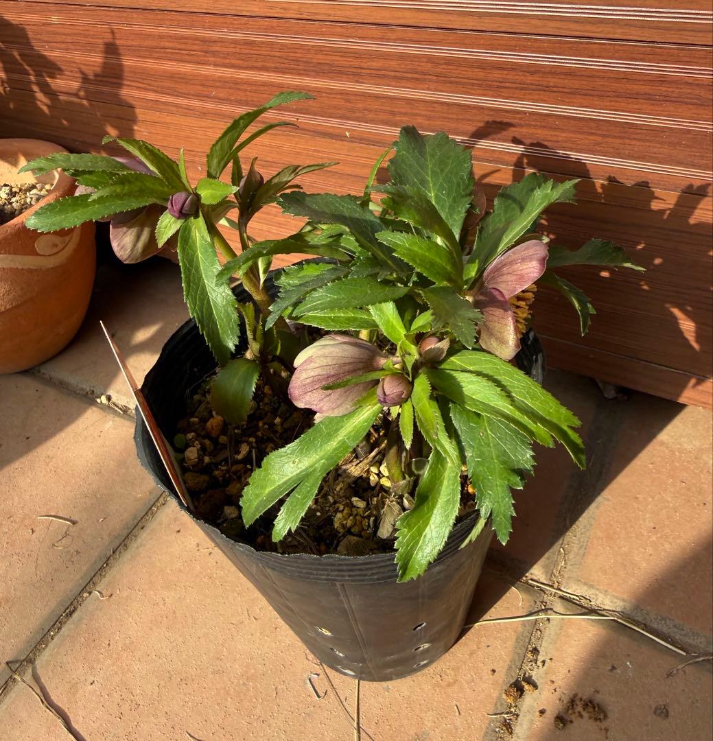 【未株分】横山園芸 クリスマスローズ プチドール 原種系フラッシュ