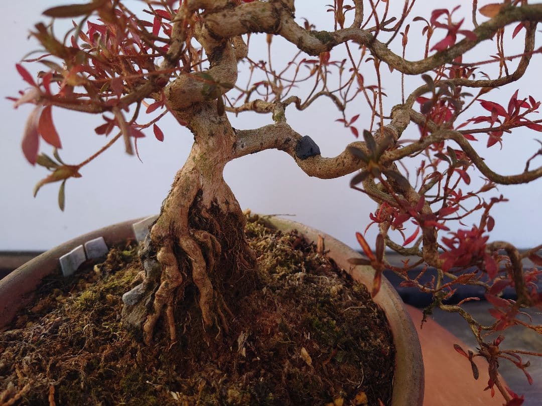 盆栽　皐月(関守の采の八重)　上下26cm