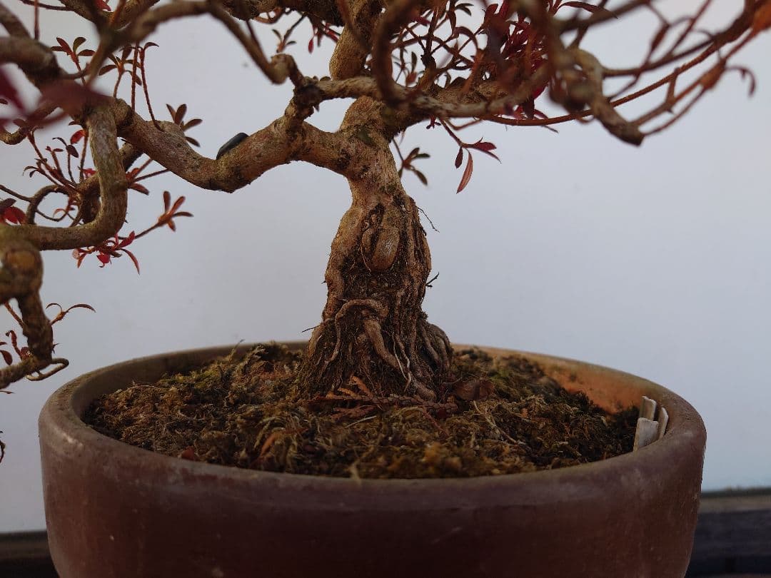 盆栽　皐月(関守の采の八重)　上下26cm