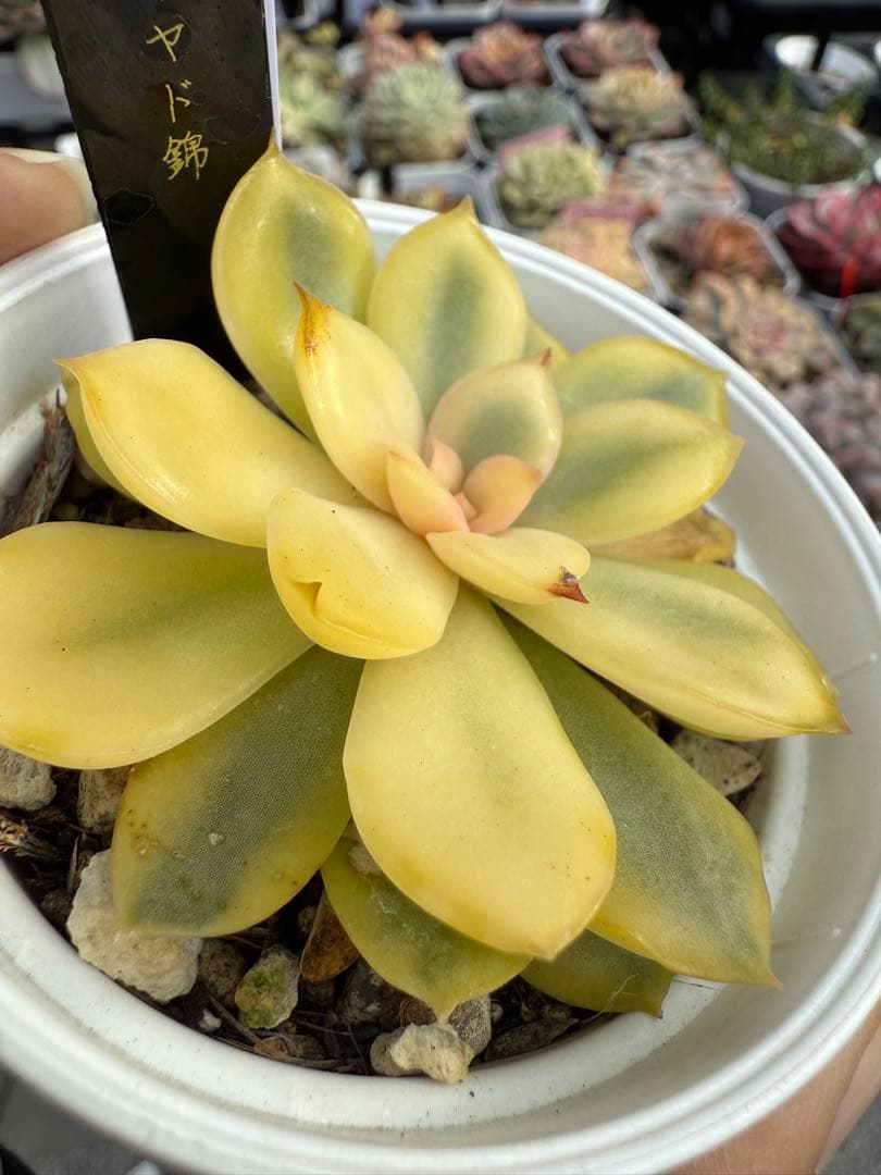 多肉植物　リヤド錦　抜き苗　覆輪✨美苗✨【特定記録付】　札付き