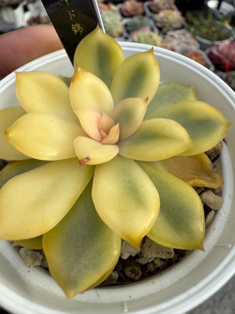 多肉植物　リヤド錦　抜き苗　覆輪✨美苗✨【特定記録付】　札付き