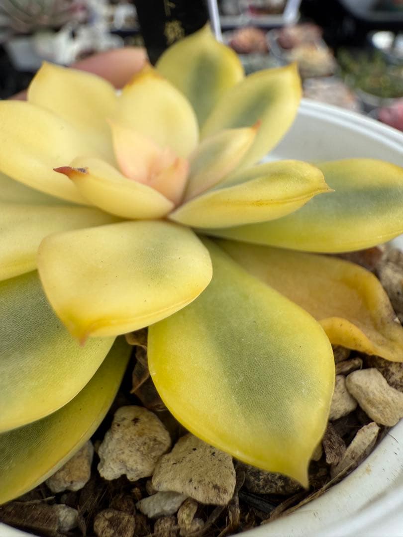 多肉植物　リヤド錦　抜き苗　覆輪✨美苗✨【特定記録付】　札付き