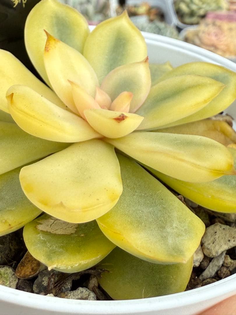 多肉植物　リヤド錦　抜き苗　覆輪✨美苗✨【特定記録付】　札付き