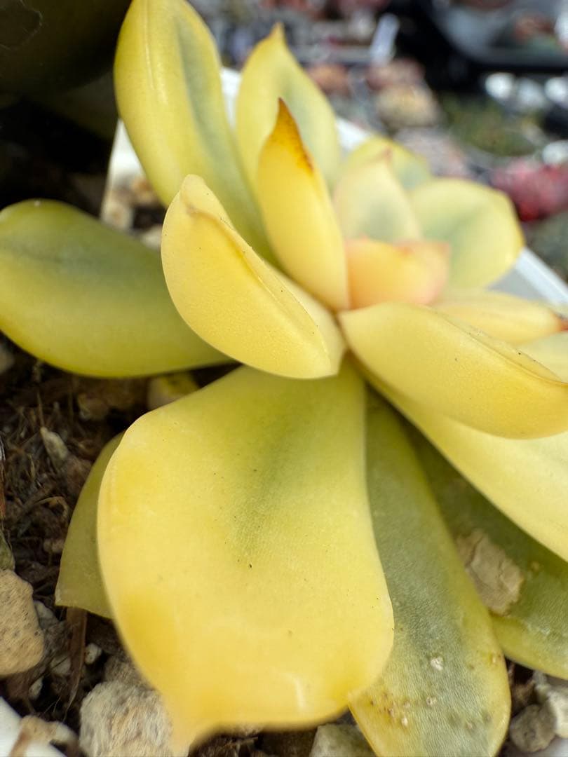 多肉植物　リヤド錦　抜き苗　覆輪✨美苗✨【特定記録付】　札付き