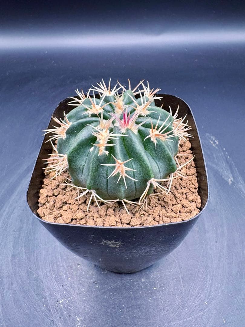 綾波モンスト 実生 綾波 サボテン