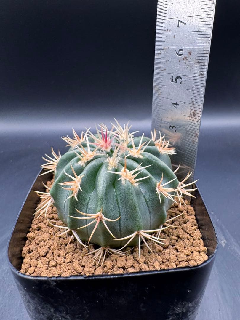 綾波モンスト 実生 綾波 サボテン