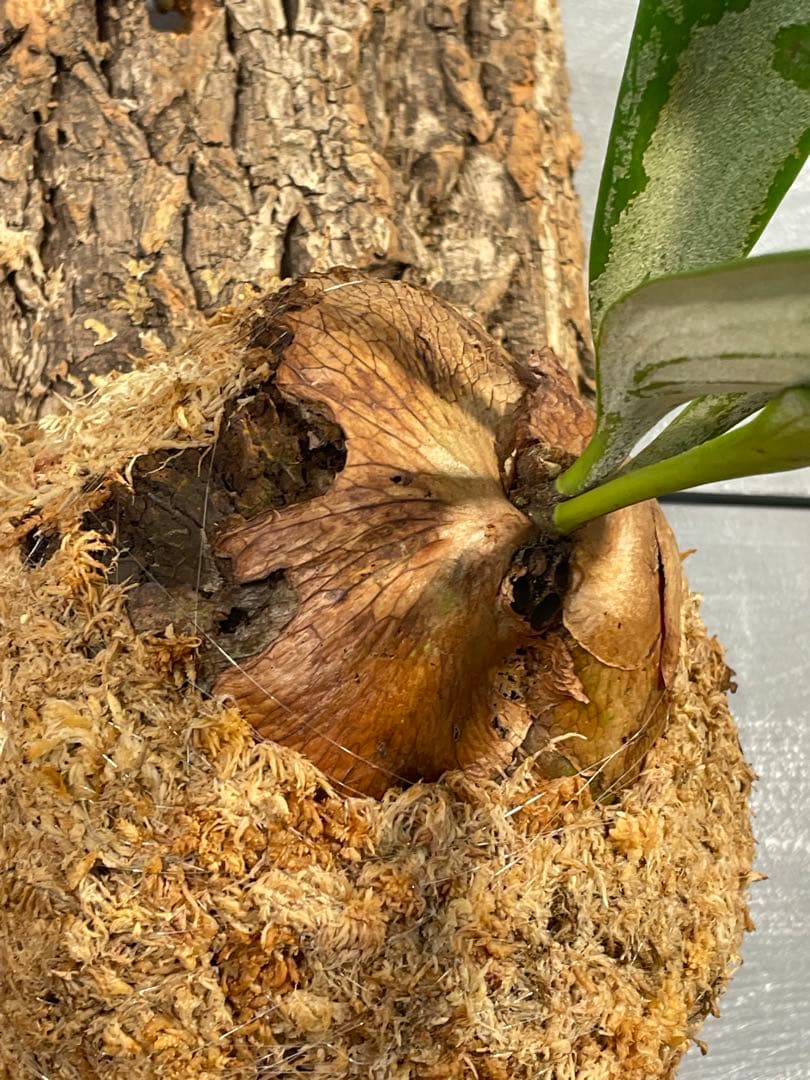 ビカクシダ　コウモリラン　ウィリンキー　大株