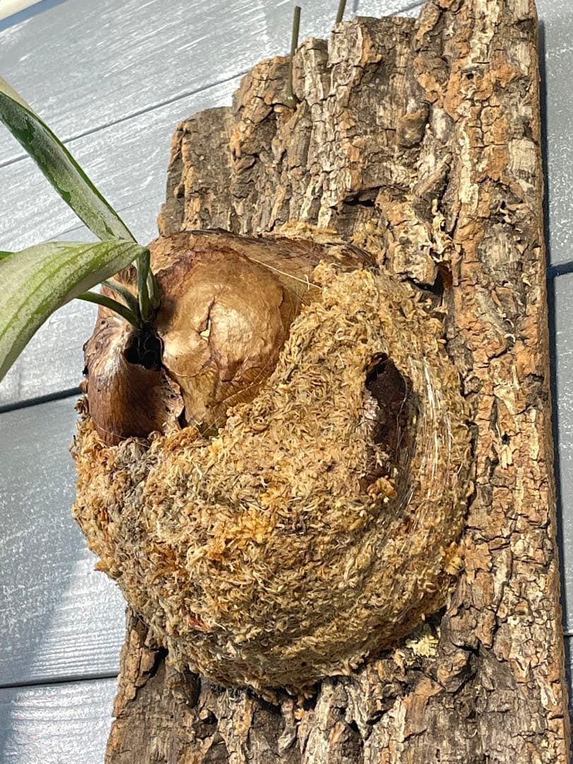 ビカクシダ　コウモリラン　ウィリンキー　大株