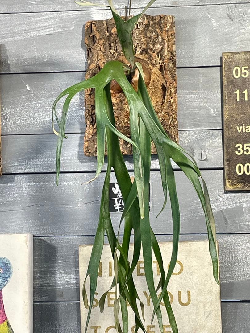 ビカクシダ　コウモリラン　ウィリンキー　大株