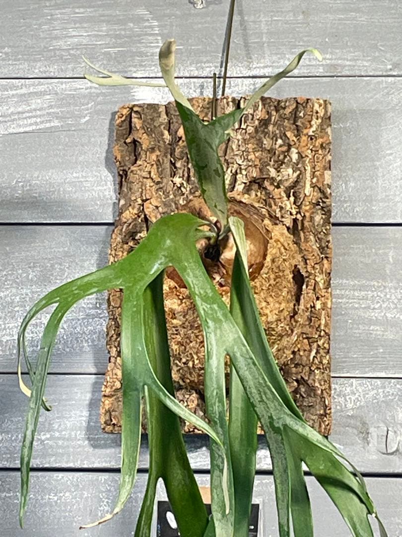 ビカクシダ　コウモリラン　ウィリンキー　大株