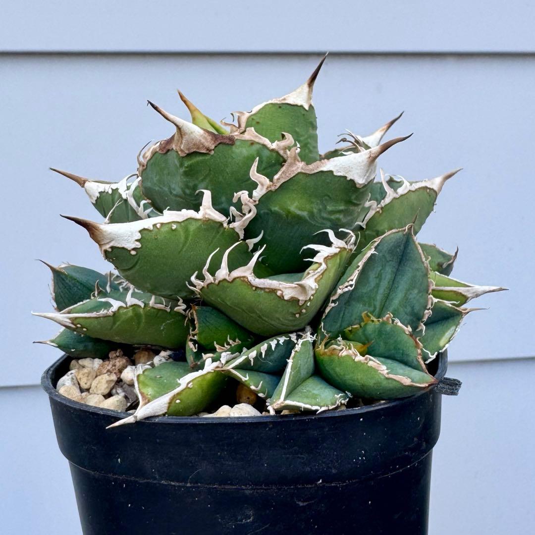 親株出品 lize血統 流星 アガベ 子株2つ付き チタノタ ぶつぶつ スタッズ